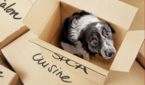 Déménagement du 1er Juillet et animaux de compagnie.